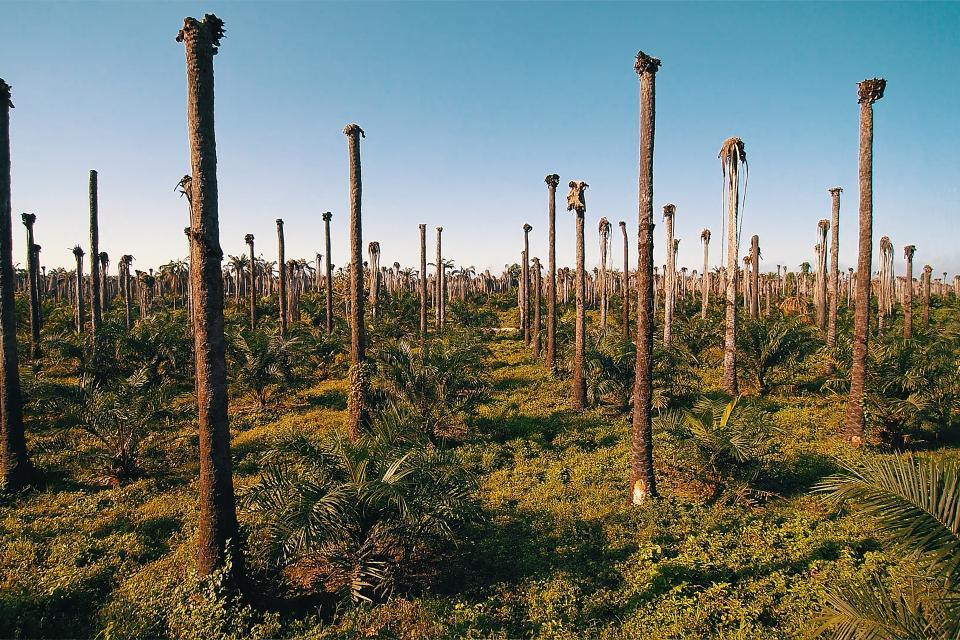 Dal Parlamento Europeo arrivano le limitazione dei contributi ai biocarburanti